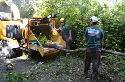 tree services El Mirage